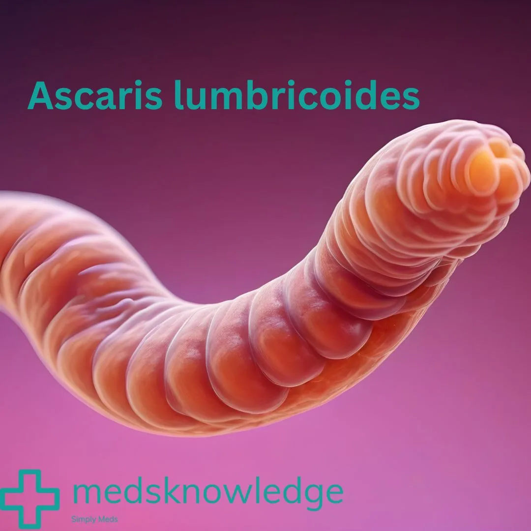 Ascariasis Symptoms Treatment And Prevention